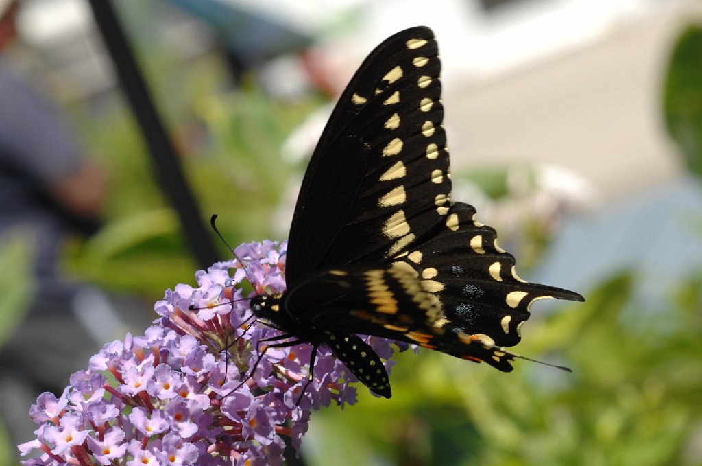 060 2011-07173494b Broad Meadow Brook Wildlife Sanctuary, MA.JPG - Easrtern Black Swallowtail (Papilio polyxenes). Broad Meadow Brook Wildlife Sanctuary, MA, 7-17-2011